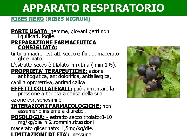 APPARATO RESPIRATORIO RIBES NERO (RIBES NIGRUM) PARTE USATA: gemme, giovani getti non liquificati, foglie.