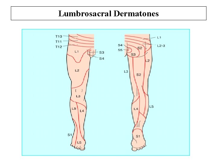 Lumbrosacral Dermatones 