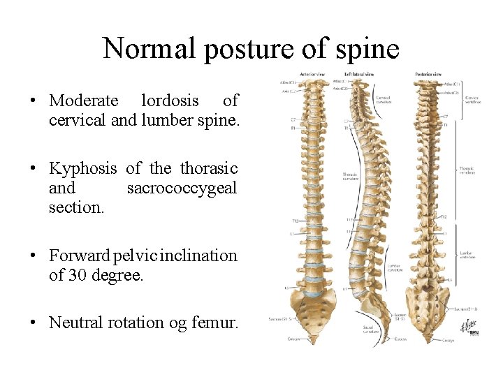 Normal posture of spine • Moderate lordosis of cervical and lumber spine. • Kyphosis