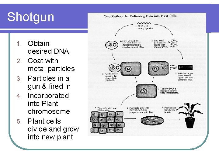 Shotgun 1. 2. 3. 4. 5. Obtain desired DNA Coat with metal particles Particles