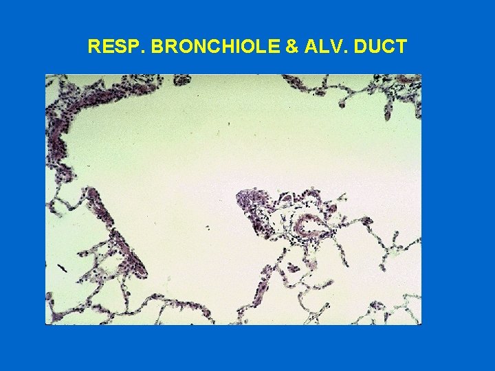 RESP. BRONCHIOLE & ALV. DUCT 