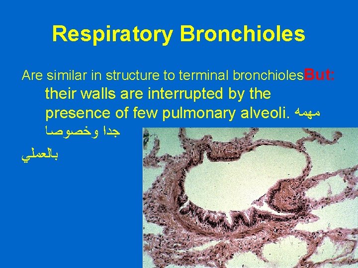 Respiratory Bronchioles Are similar in structure to terminal bronchioles. But: their walls are interrupted
