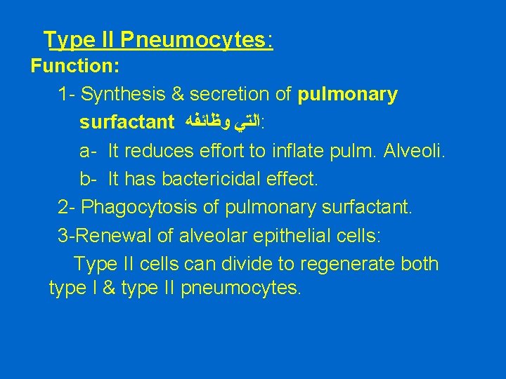 Type II Pneumocytes: Function: 1 - Synthesis & secretion of pulmonary surfactant ﺍﻟﺘﻲ ﻭﻇﺎﺋﻔﻪ