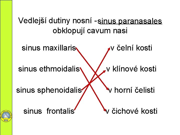 Vedlejší dutiny nosní - sinus _____________ paranasales obklopují cavum nasi sinus maxillaris v čelní