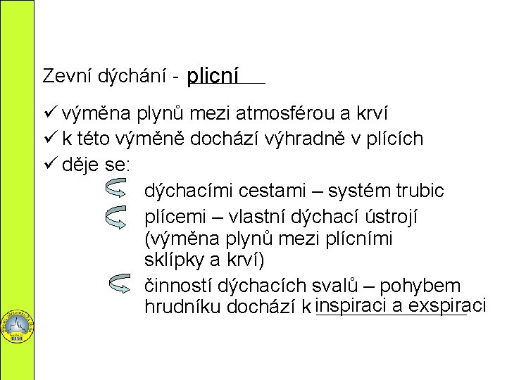 Zevní dýchání - plicní ________ ü výměna plynů mezi atmosférou a krví ü k