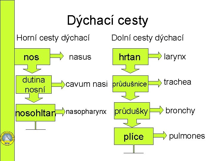 Dýchací cesty Horní cesty dýchací nos dutina nosní nosohltan nasus Dolní cesty dýchací hrtan