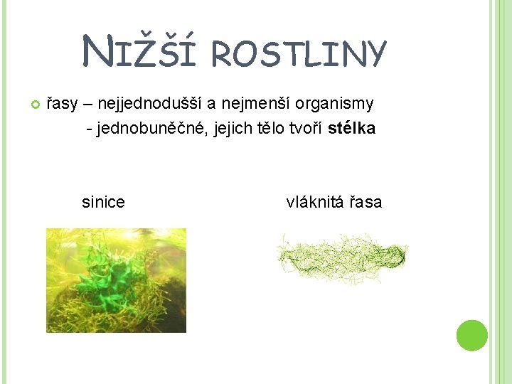 NIŽŠÍ ROSTLINY řasy – nejjednodušší a nejmenší organismy - jednobuněčné, jejich tělo tvoří stélka