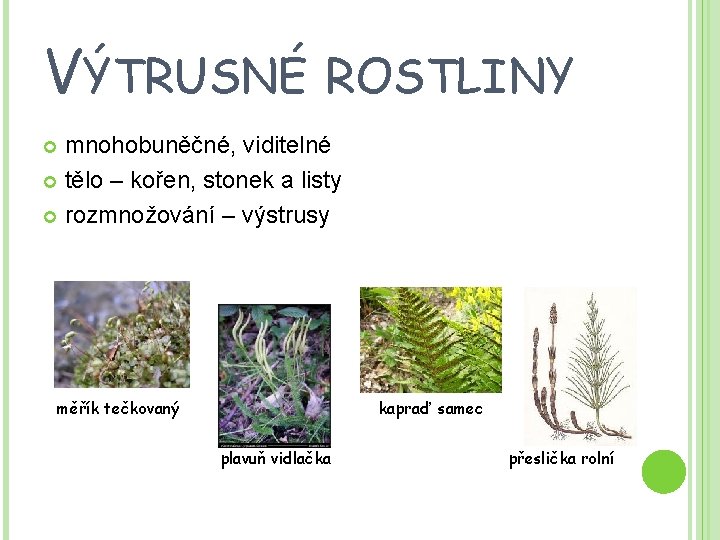 VÝTRUSNÉ ROSTLINY mnohobuněčné, viditelné tělo – kořen, stonek a listy rozmnožování – výstrusy měřík