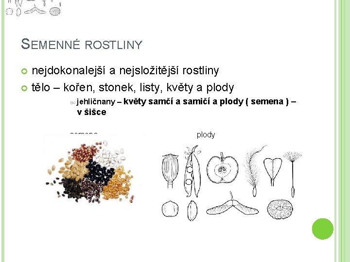 SEMENNÉ ROSTLINY nejdokonalejší a nejsložitější rostliny tělo – kořen, stonek, listy, květy a plody