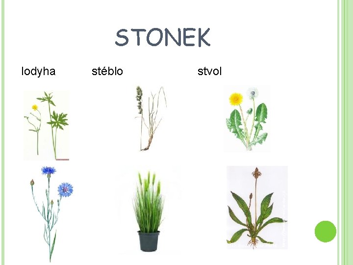 STONEK lodyha stéblo stvol 