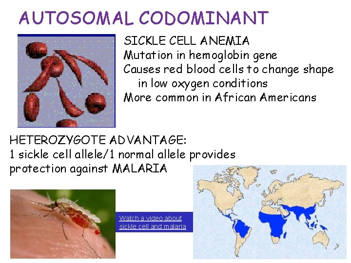 AUTOSOMAL CODOMINANT SICKLE CELL ANEMIA Mutation in hemoglobin gene Causes red blood cells to