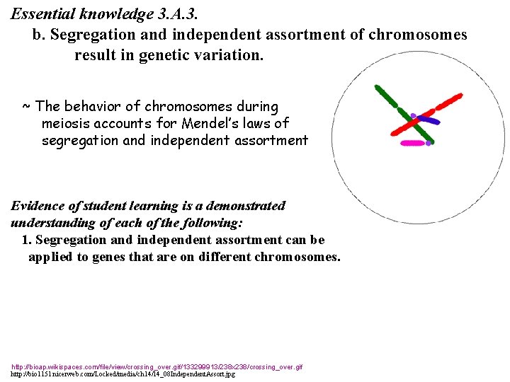 Essential knowledge 3. A. 3. b. Segregation and independent assortment of chromosomes result in