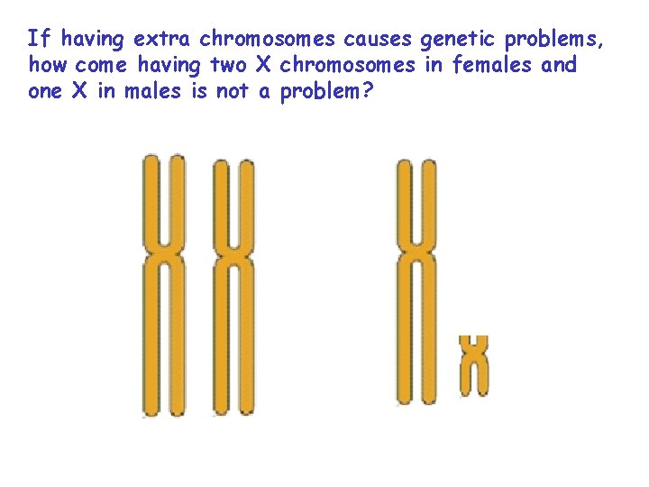 If having extra chromosomes causes genetic problems, how come having two X chromosomes in
