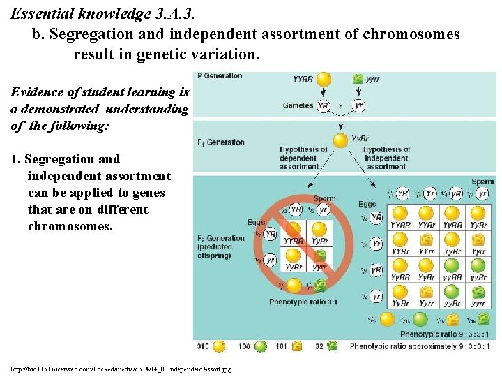 Essential knowledge 3. A. 3. b. Segregation and independent assortment of chromosomes result in