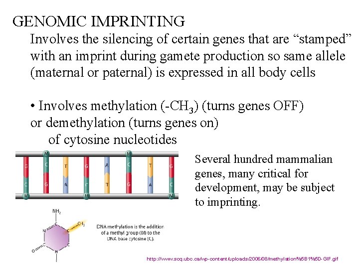 GENOMIC IMPRINTING Involves the silencing of certain genes that are “stamped” with an imprint