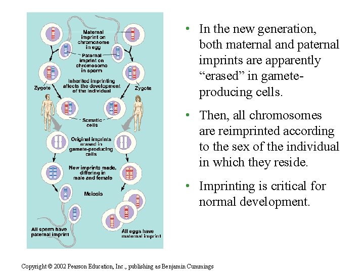  • In the new generation, both maternal and paternal imprints are apparently “erased”