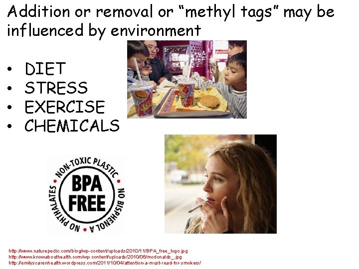 Addition or removal or “methyl tags” may be influenced by environment • • DIET