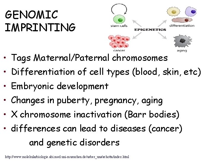 GENOMIC IMPRINTING • Tags Maternal/Paternal chromosomes • Differentiation of cell types (blood, skin, etc)