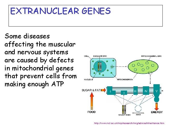 EXTRANUCLEAR GENES Some diseases affecting the muscular and nervous systems are caused by defects