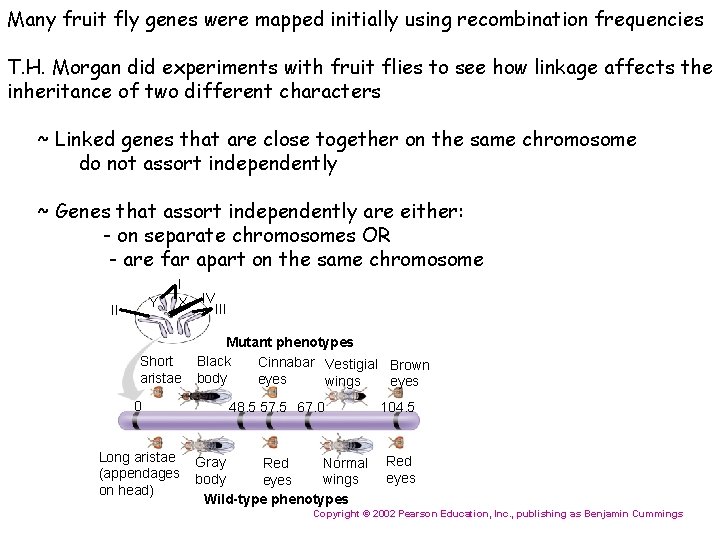 Many fruit fly genes were mapped initially using recombination frequencies T. H. Morgan did