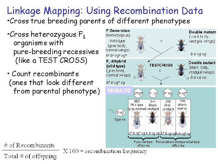 Linkage Mapping: Using Recombination Data • Cross true breeding parents of different phenotypes •