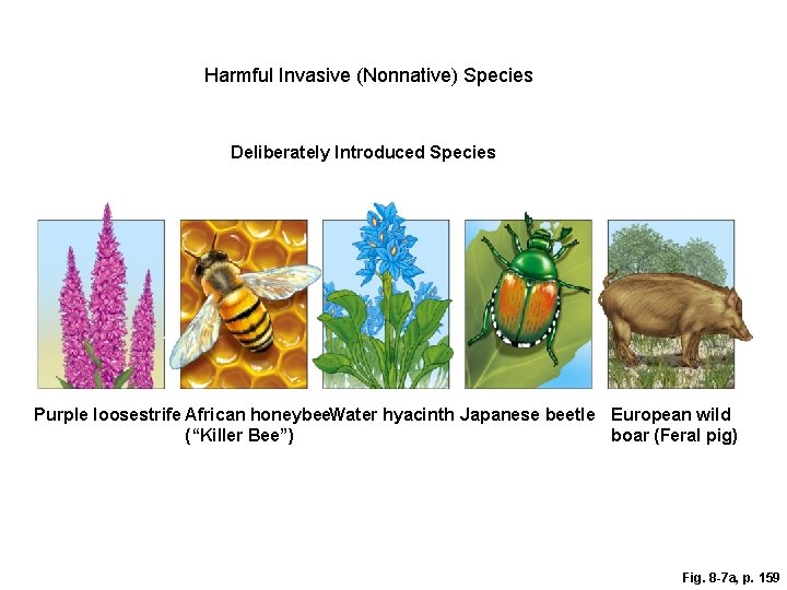 Harmful Invasive (Nonnative) Species Deliberately Introduced Species Purple loosestrife European starling African honeybee Nutria