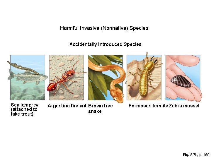 Harmful Invasive (Nonnative) Species Accidentally Introduced Species Sea lamprey (attached to lake trout) Argentina