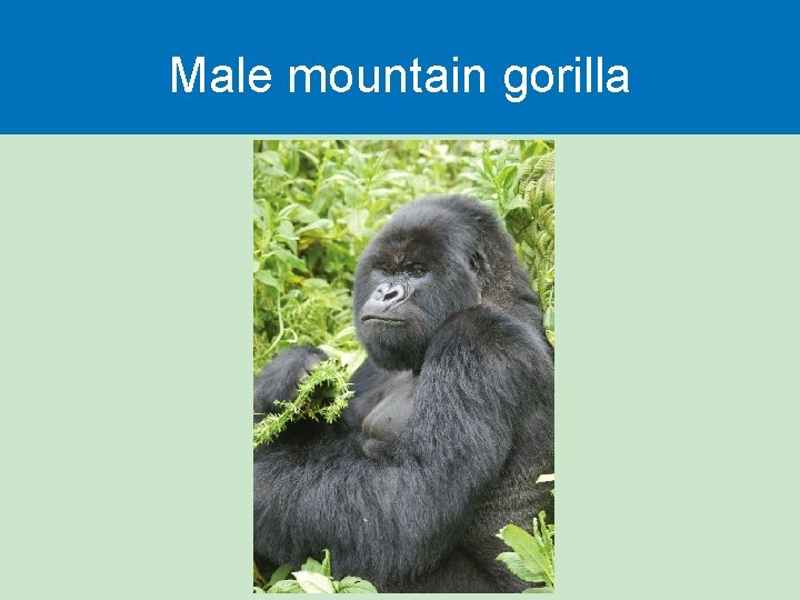 Male mountain gorilla 