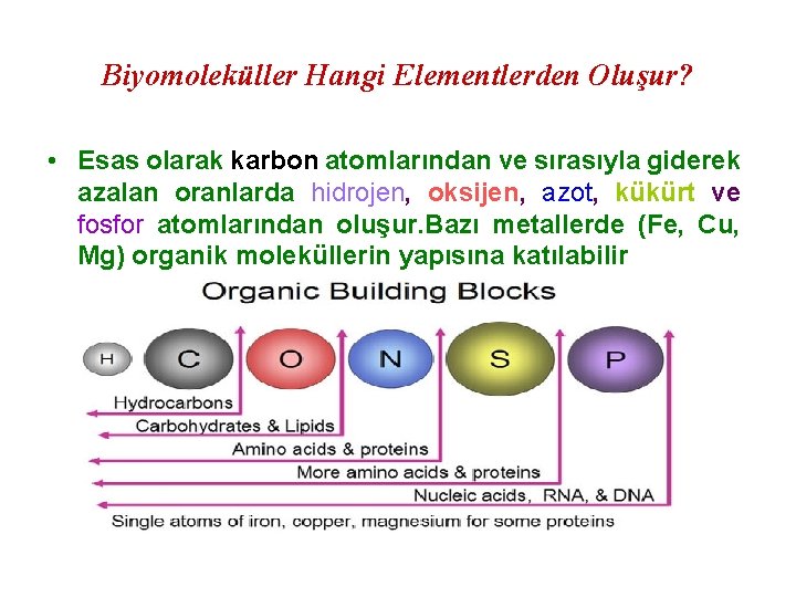 Biyomoleküller Hangi Elementlerden Oluşur? • Esas olarak karbon atomlarından ve sırasıyla giderek azalan oranlarda