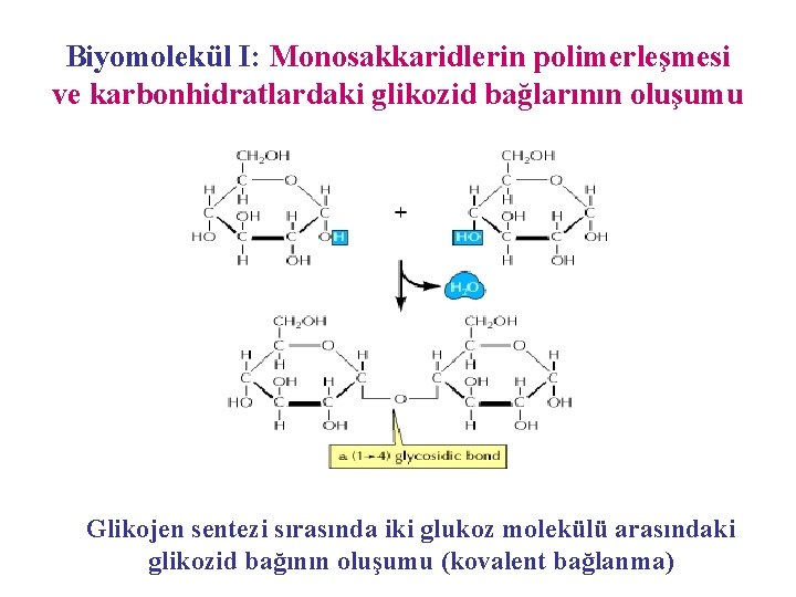 Biyomolekül I: Monosakkaridlerin polimerleşmesi ve karbonhidratlardaki glikozid bağlarının oluşumu Glikojen sentezi sırasında iki glukoz