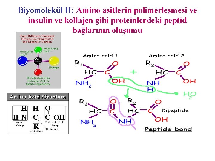 Biyomolekül II: Amino asitlerin polimerleşmesi ve insulin ve kollajen gibi proteinlerdeki peptid bağlarının oluşumu