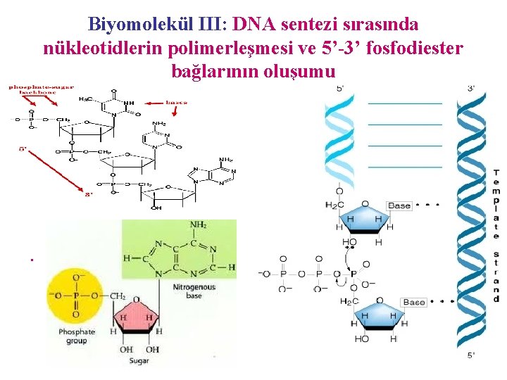 Biyomolekül III: DNA sentezi sırasında nükleotidlerin polimerleşmesi ve 5’-3’ fosfodiester bağlarının oluşumu • Nükleotid