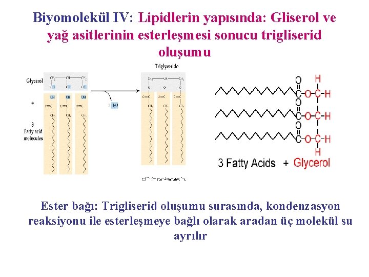 Biyomolekül IV: Lipidlerin yapısında: Gliserol ve yağ asitlerinin esterleşmesi sonucu trigliserid oluşumu Ester bağı: