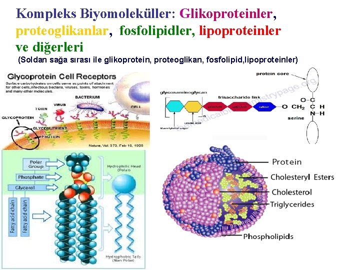 Kompleks Biyomoleküller: Glikoproteinler, proteoglikanlar, fosfolipidler, lipoproteinler ve diğerleri (Soldan sağa sırası ile glikoprotein, proteoglikan,