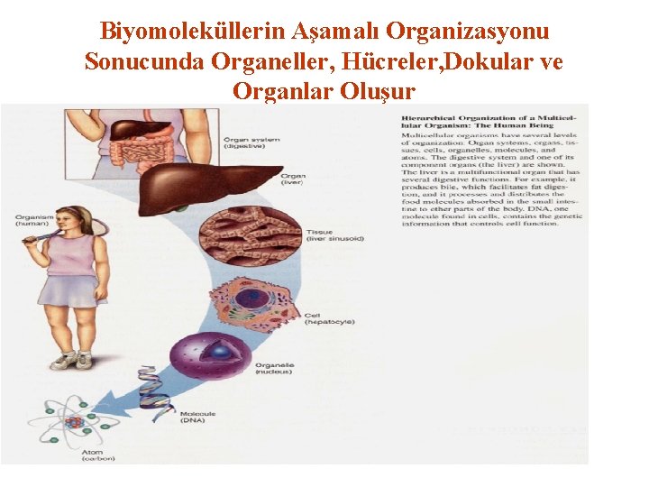 Biyomoleküllerin Aşamalı Organizasyonu Sonucunda Organeller, Hücreler, Dokular ve Organlar Oluşur 