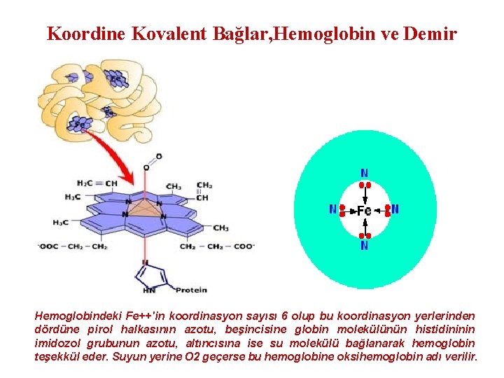 Koordine Kovalent Bağlar, Hemoglobin ve Demir Hemoglobindeki Fe++'in koordinasyon sayısı 6 olup bu koordinasyon