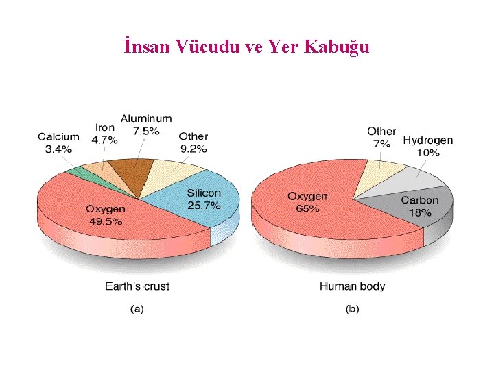 İnsan Vücudu ve Yer Kabuğu 