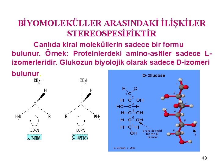 BİYOMOLEKÜLLER ARASINDAKİ İLİŞKİLER STEREOSPESİFİKTİR Canlıda kiral moleküllerin sadece bir formu bulunur. Örnek: Proteinlerdeki amino-asitler