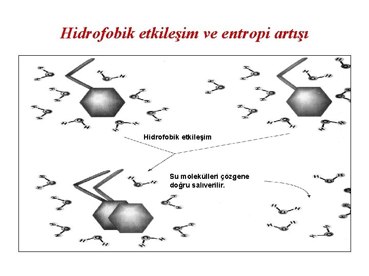 Hidrofobik etkileşim ve entropi artışı Hidrofobik etkileşim Su molekülleri çözgene doğru salıverilir. 