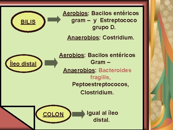 BILIS Aerobios: Bacilos entéricos gram – y Estreptococo grupo D. Anaerobios: Costridium. Íleo distal