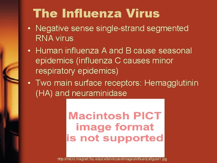 The Influenza Virus • Negative sense single-strand segmented RNA virus • Human influenza A