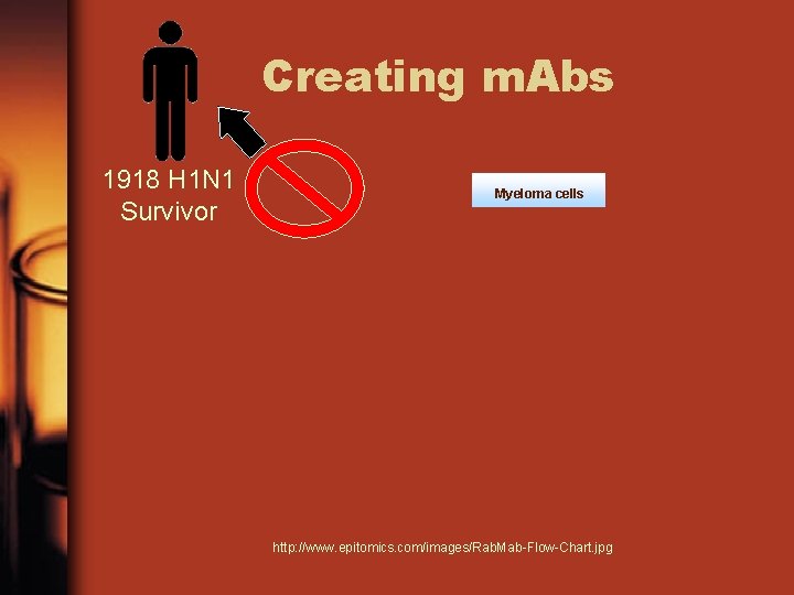 Creating m. Abs 1918 H 1 N 1 Survivor Myeloma cells http: //www. epitomics.