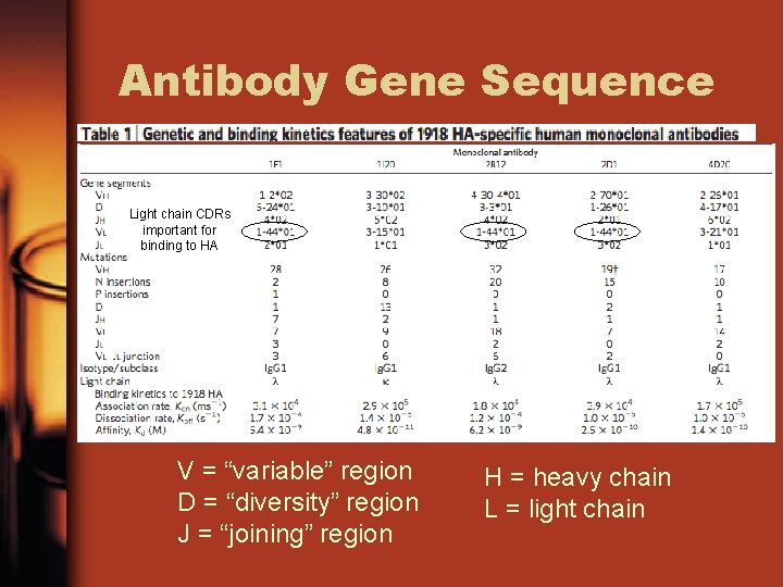 Antibody Gene Sequence Light chain CDRs important for binding to HA V = “variable”