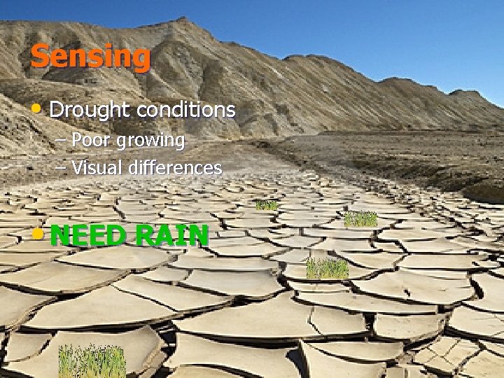 Sensing • Drought conditions – Poor growing – Visual differences • NEED RAIN 