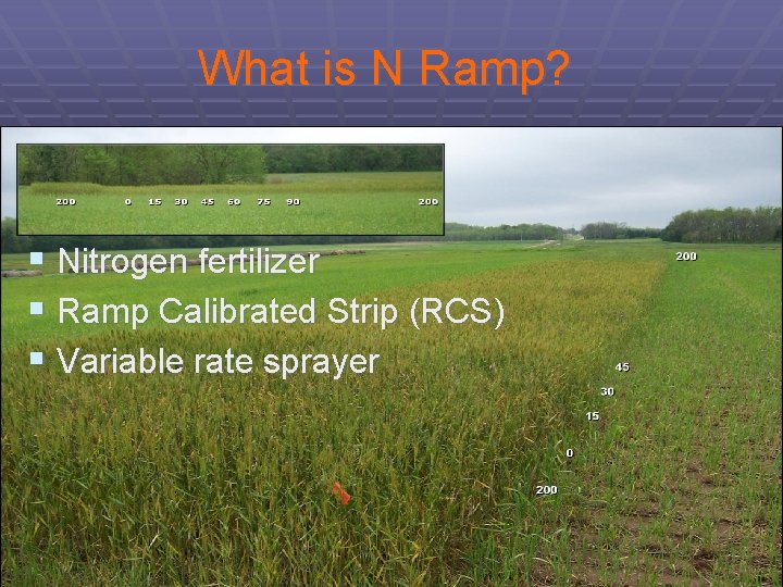 What is N Ramp? § Nitrogen fertilizer § Ramp Calibrated Strip (RCS) § Variable