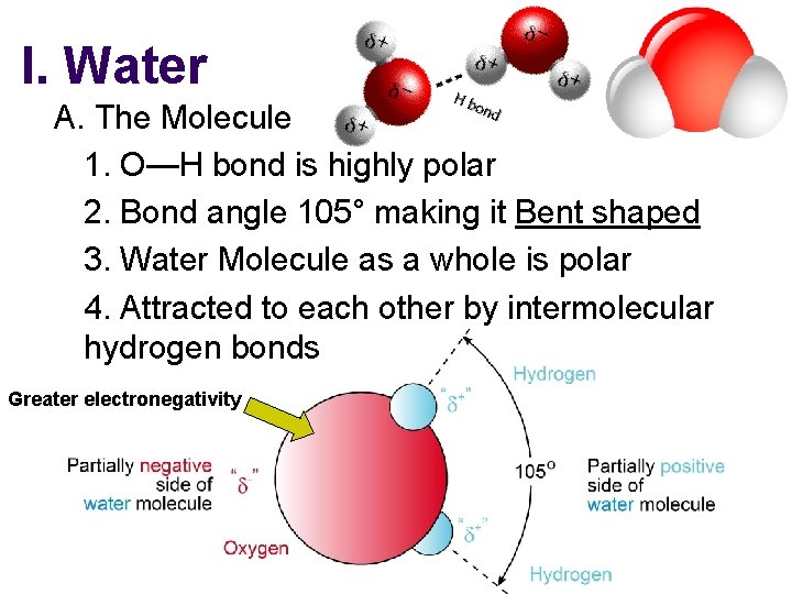 I. Water A. The Molecule 1. O—H bond is highly polar 2. Bond angle