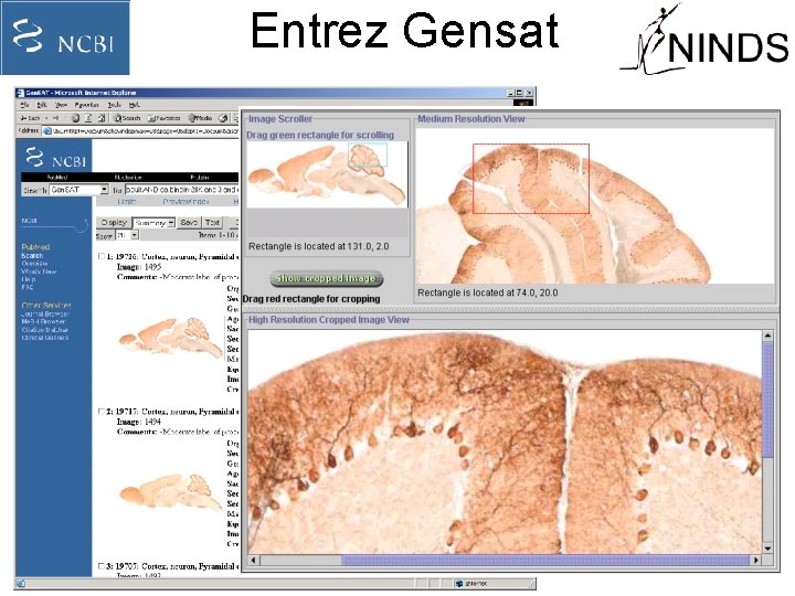 Entrez Gensat 