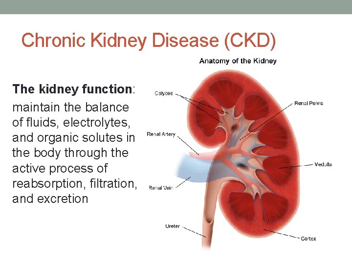 Chronic Kidney Disease (CKD) The kidney function: maintain the balance of fluids, electrolytes, and