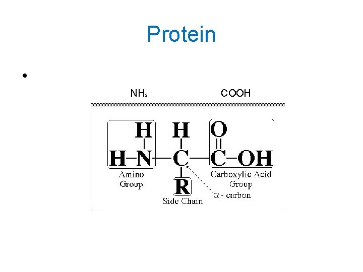 Protein • NH 2 COOH 