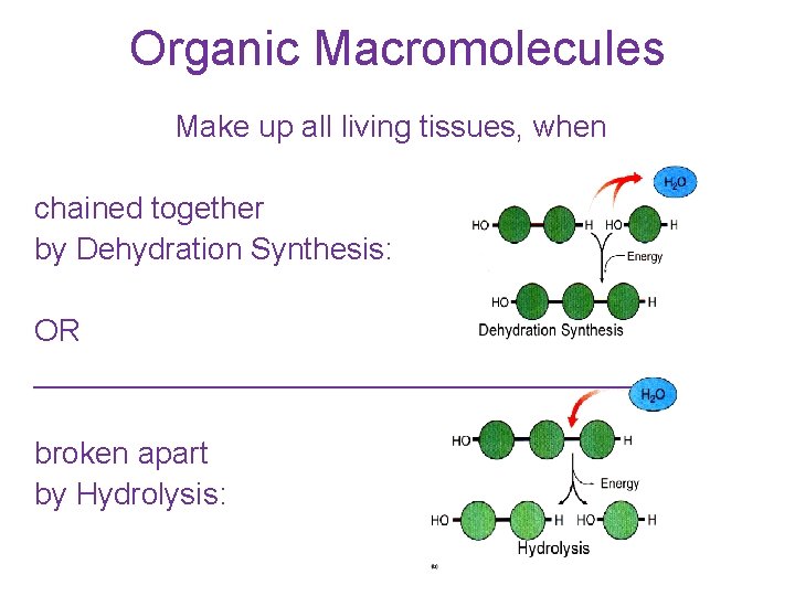 Organic Macromolecules Make up all living tissues, when chained together by Dehydration Synthesis: OR